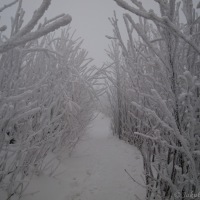 Mlhavá cesta na Lysou horu