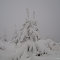 Zasněžený stromek na Lysé hoře