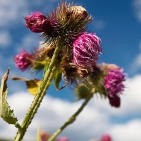 p7237952