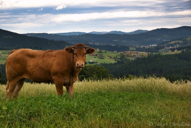Žádné Alpy, Beskydy!