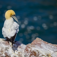 Terej bílý, ostrov Helgoland