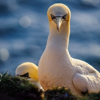 Terej bílý, ostrov Helgoland