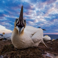 Terej bílý, ostrov Helgoland