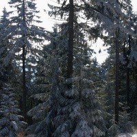 PA285936