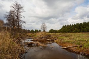 Přečtete si více ze článku Výprava „Bialowiežský prales 2019“, III. část