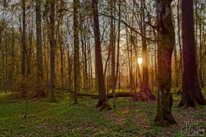 Přečtete si více ze článku Výprava „Bialowiežský prales 2019“, II. část